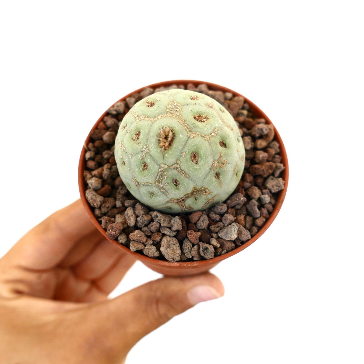Tephrocactus geometricus ONE BALL MM