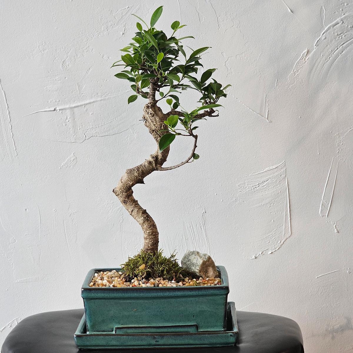 Tiger Bark Ficus Bonsai: Ficus microcarpa - 8 inch Ceramic pot