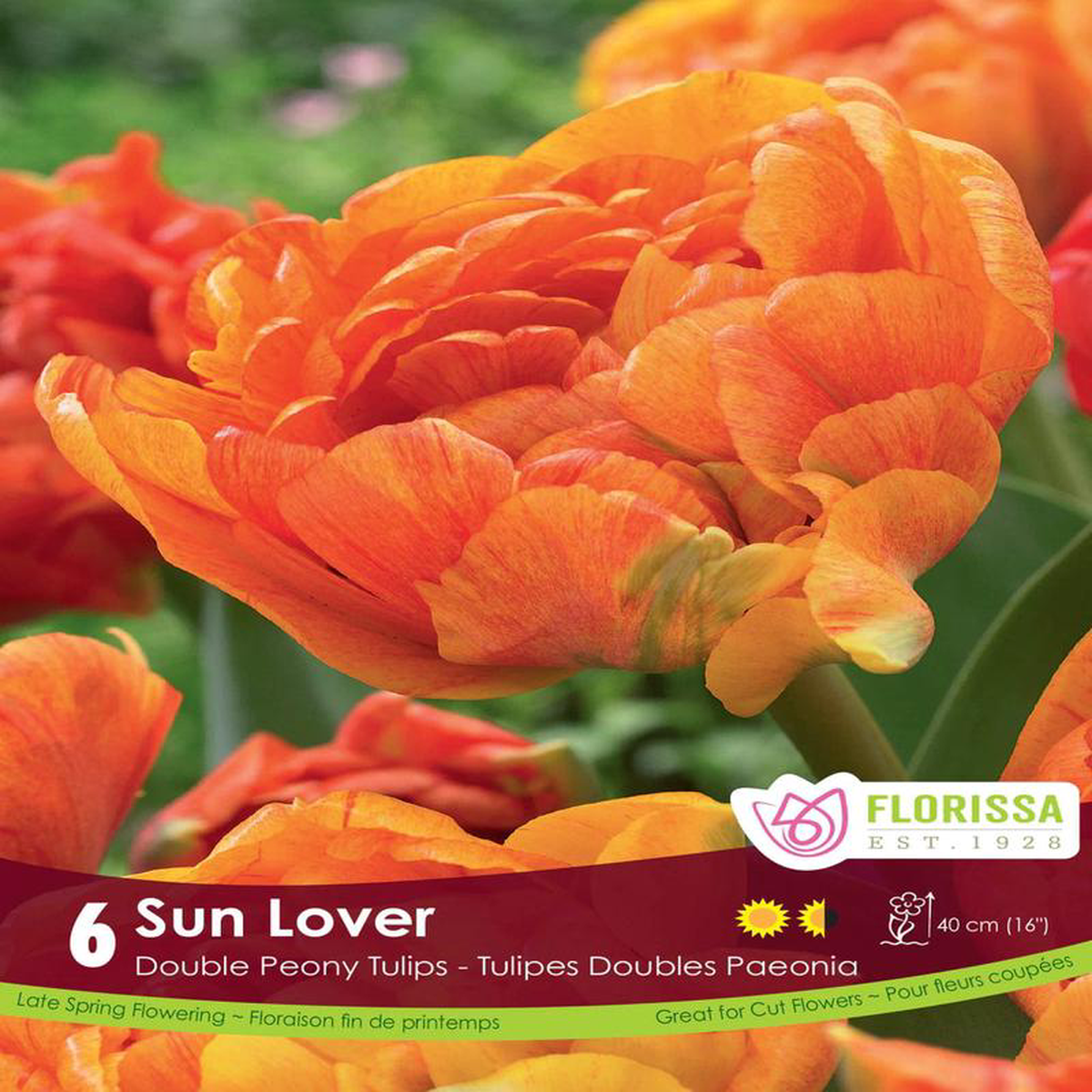 Tulip 8211 Sun Lover 6 Pack