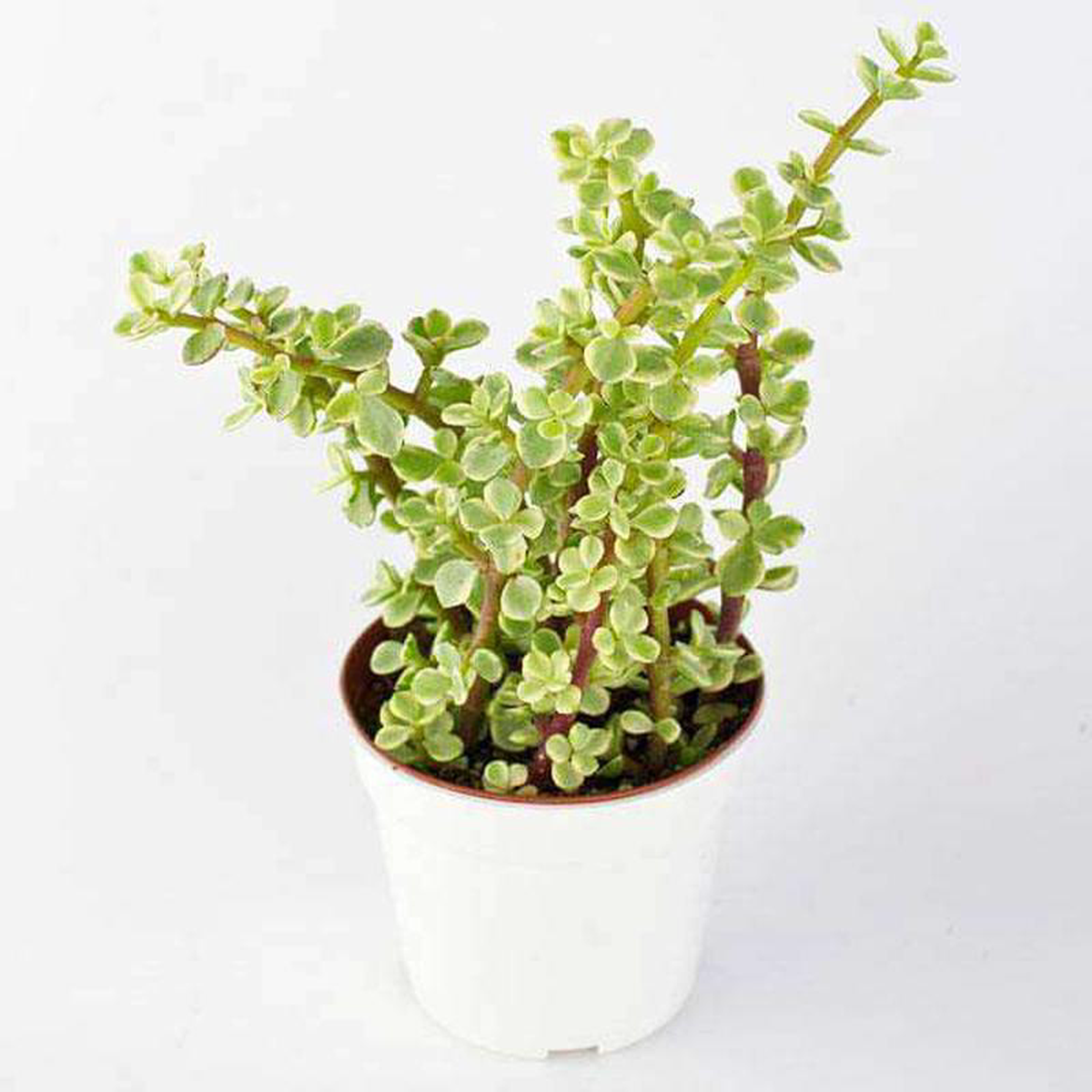 Variegated elephant bush Jade plant variegated 8211 Succulent Plant
