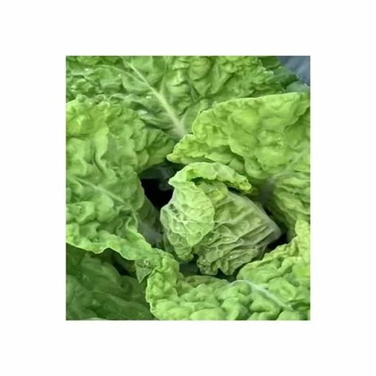 50 Grain Butter Cabbage Goldvital Garden Plants - Seeds F-S39