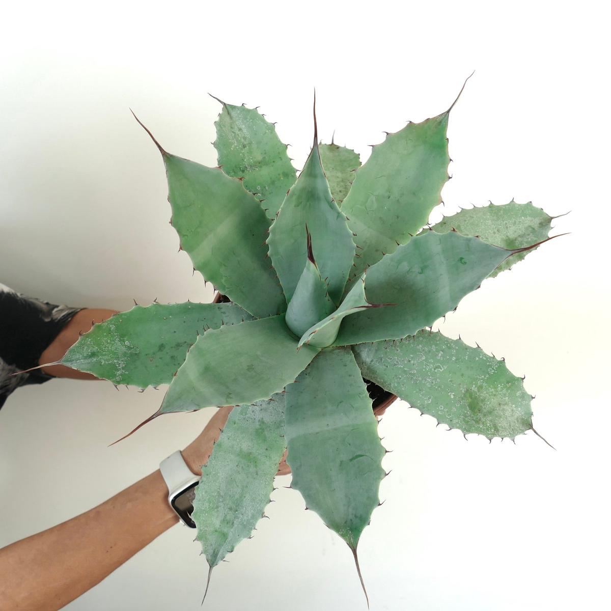 Agave havardiana X Agave eborispina X Agave ovatifolia