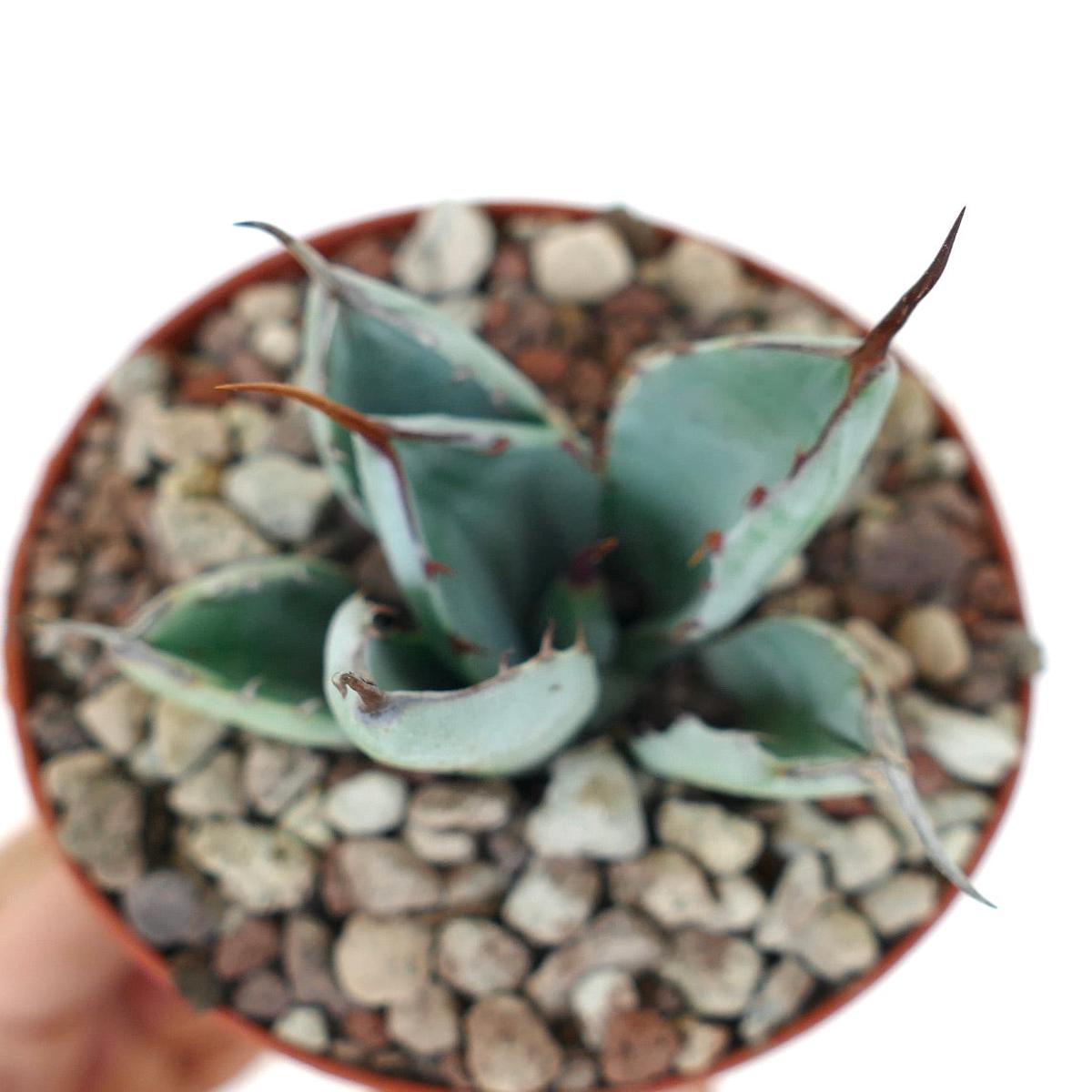Agave parryi cv 'BLUE Huntington' 73