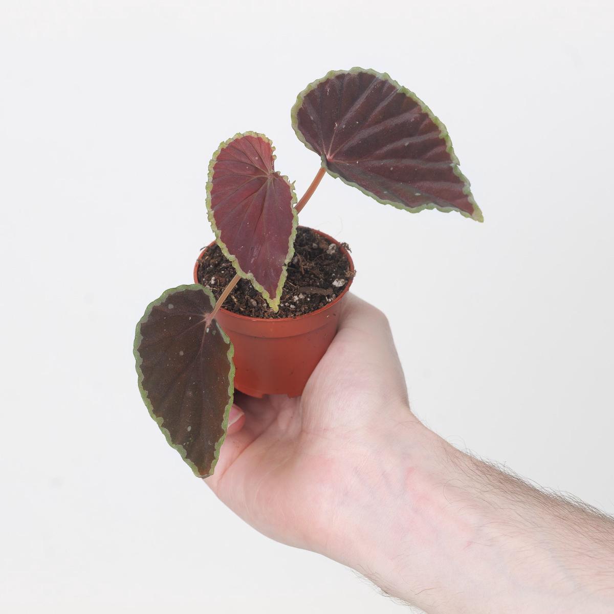 Begonia darthvaderiana 'Green Spots'