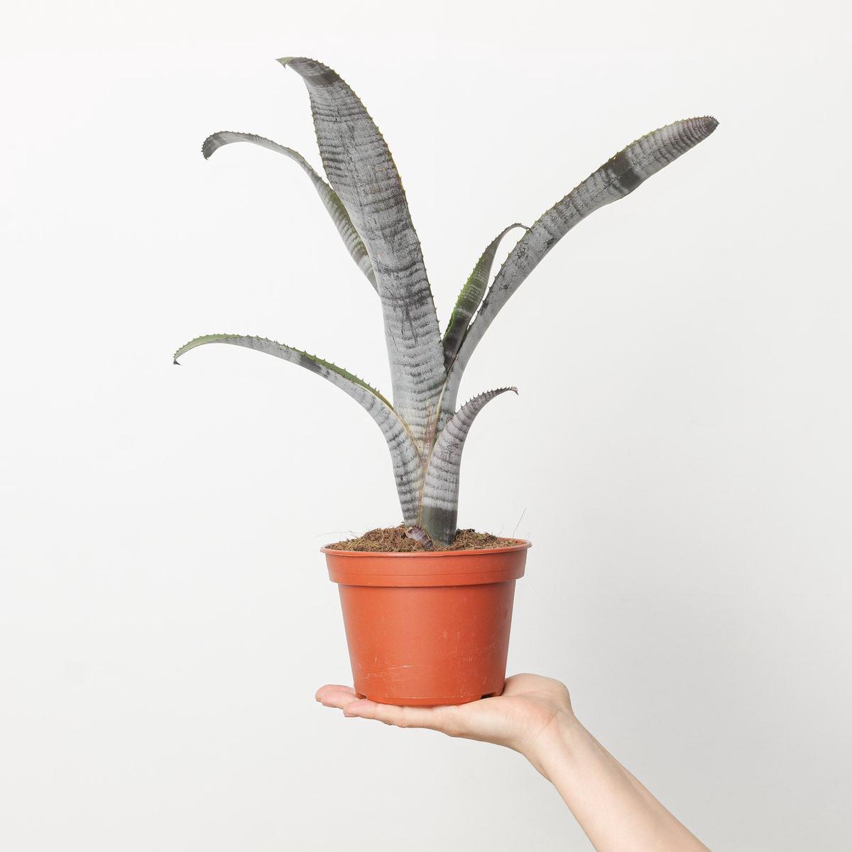 Billbergia vittata