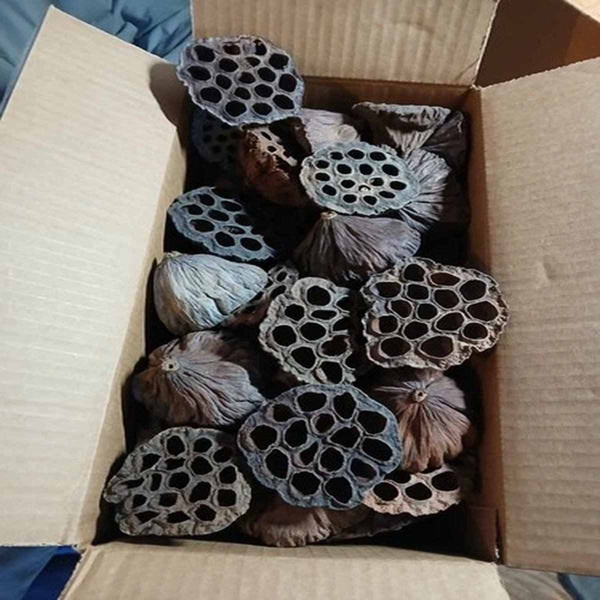 LOTUS PODS Dried Lot-of-15 2.5-3.5" for Floral and Crafting Wreath projects
