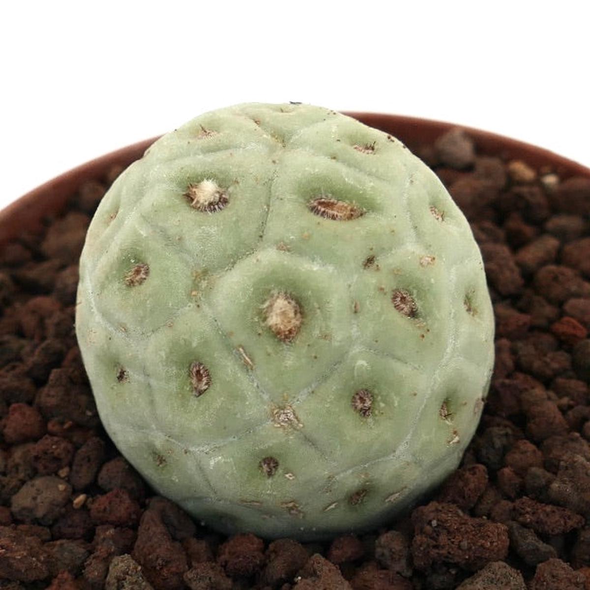 Tephrocactus geometricus ONE BALL F1AM