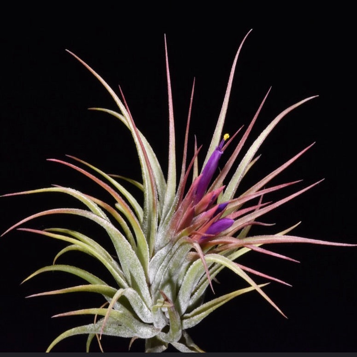 Tillandsia scaposa