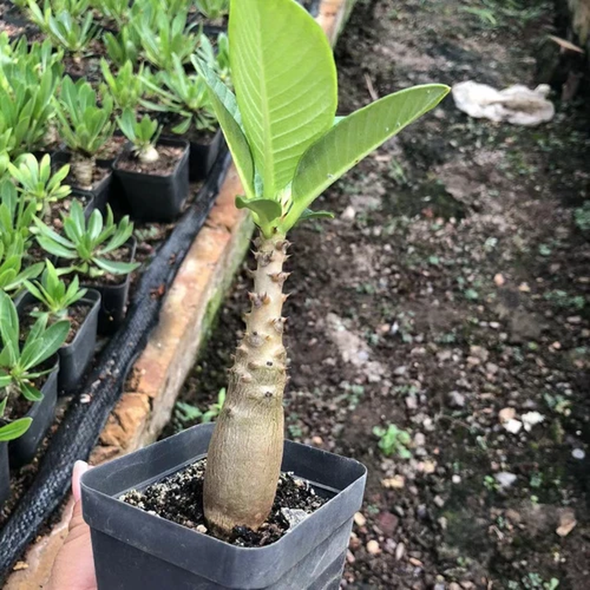 1/3/10PCS Rare  Pachypodium baronii var windsorii Random