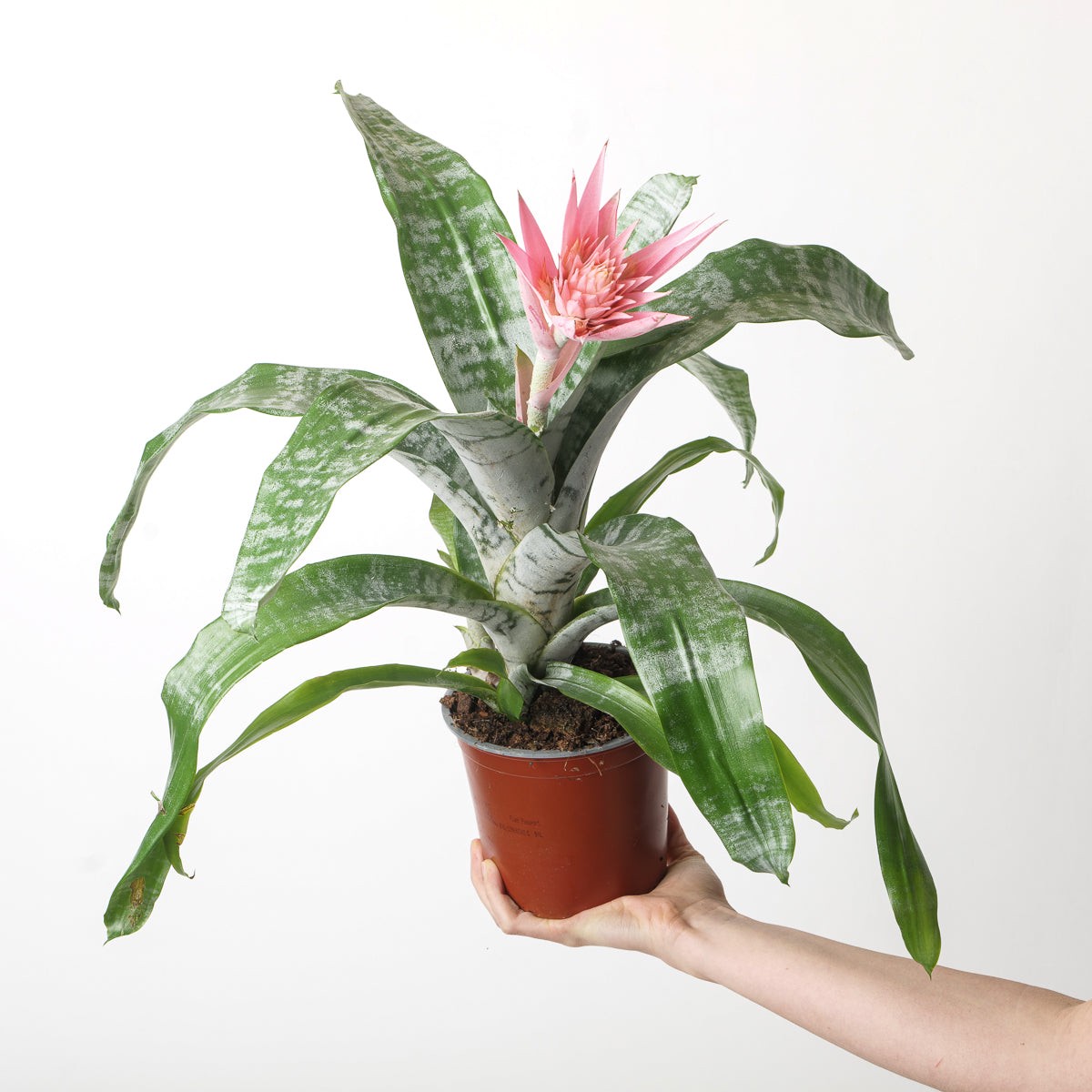 Aechmea fasciata | Urn Plant