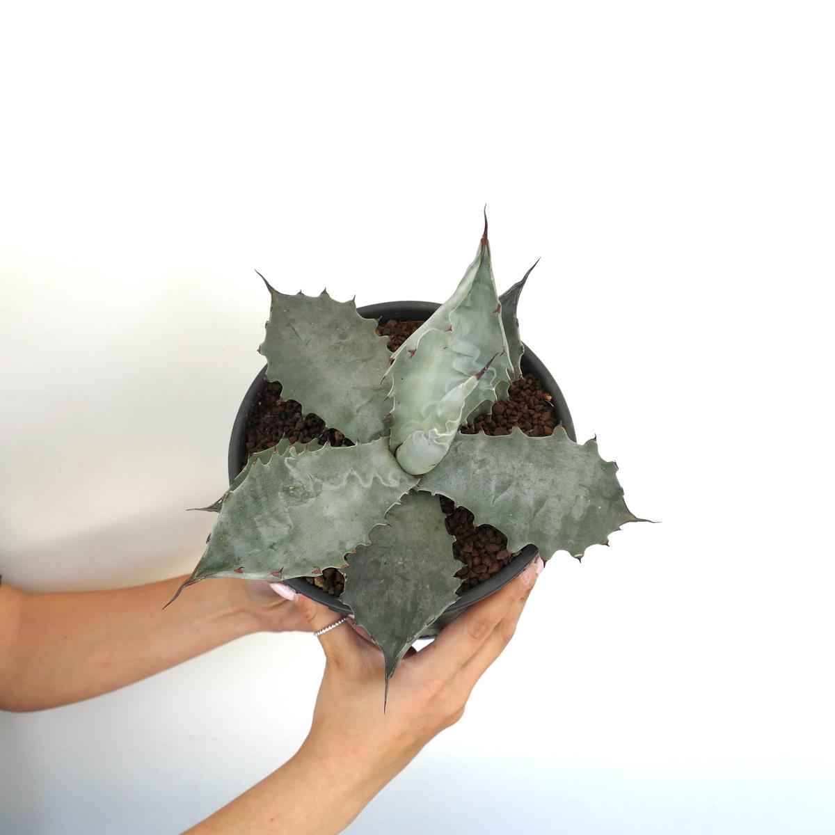Agave colorata SUPER GRAY CLONE
