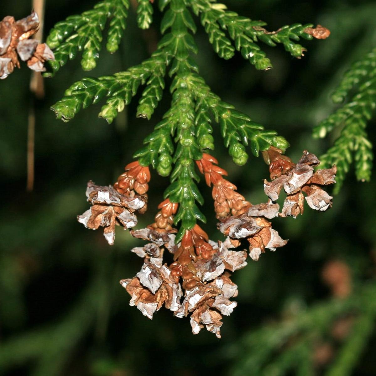 Thujopsis dolabrata