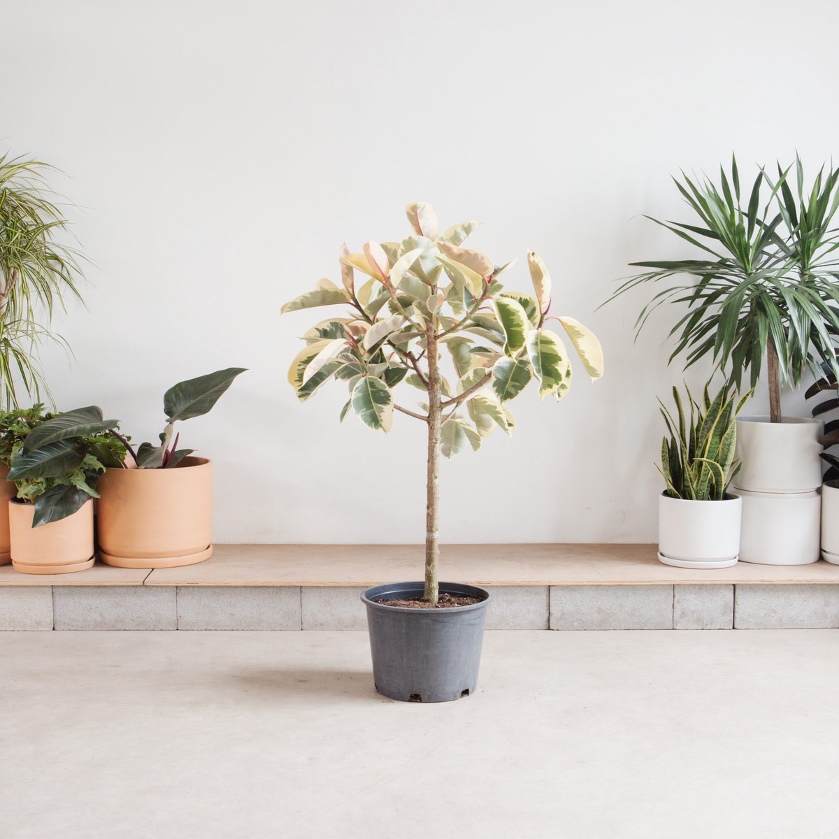 Tineke Rubber Tree: Ficus elastica - 14 inch pot - 5 foot tall