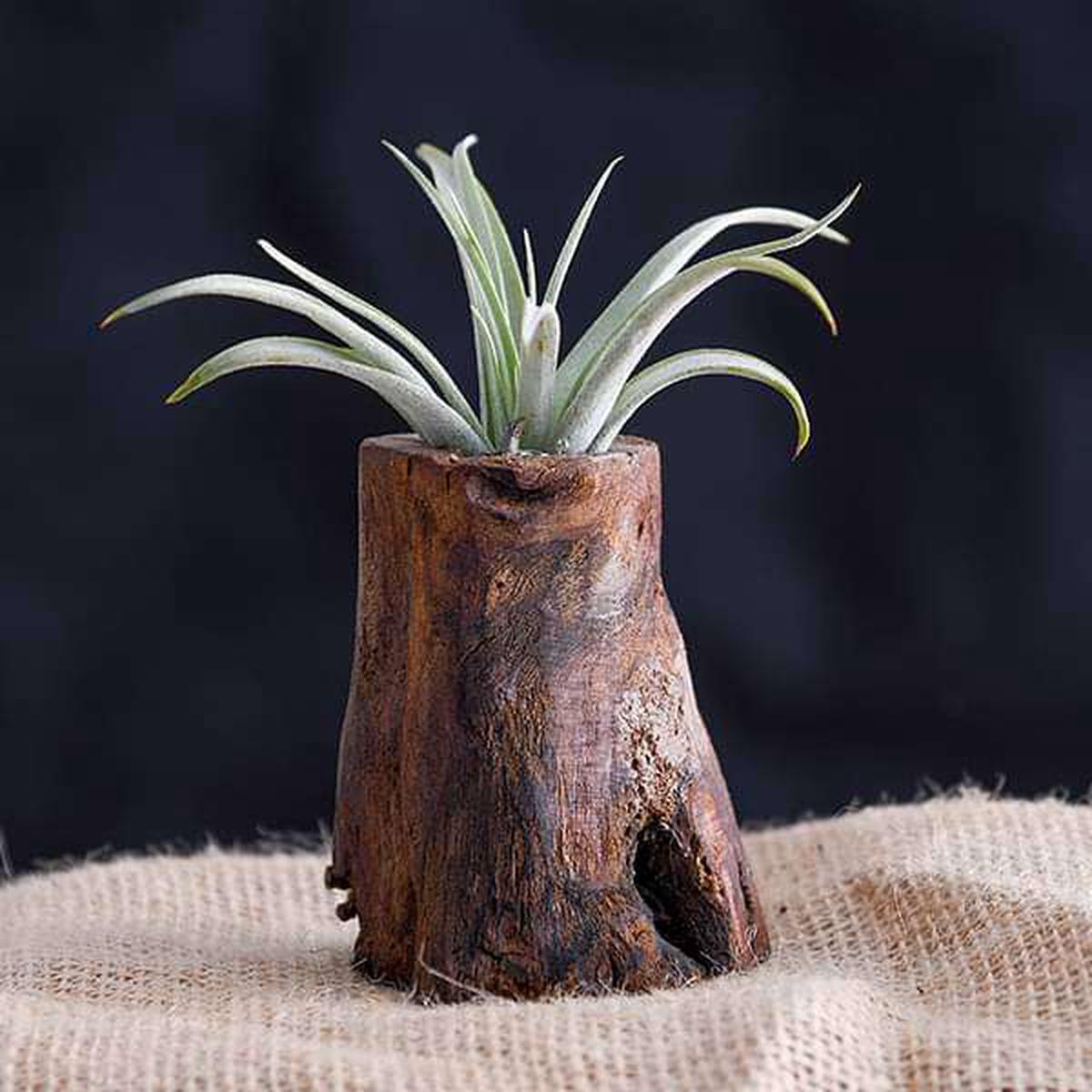 Tree of Life - Air Plant - Default Title