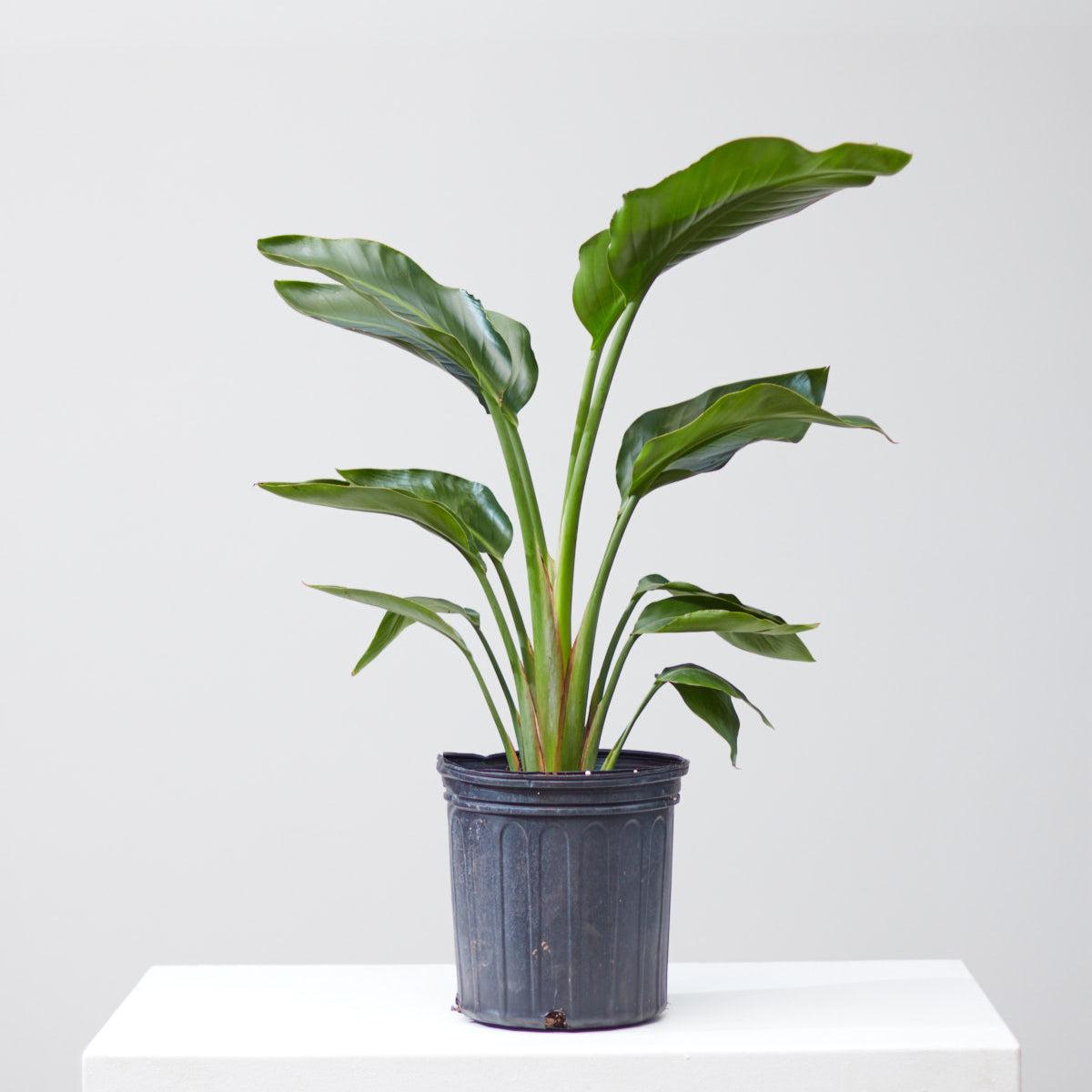 White Bird of Paradise: Strelitzia nicolai - 8 inch pot - 3-3.5 foot tall