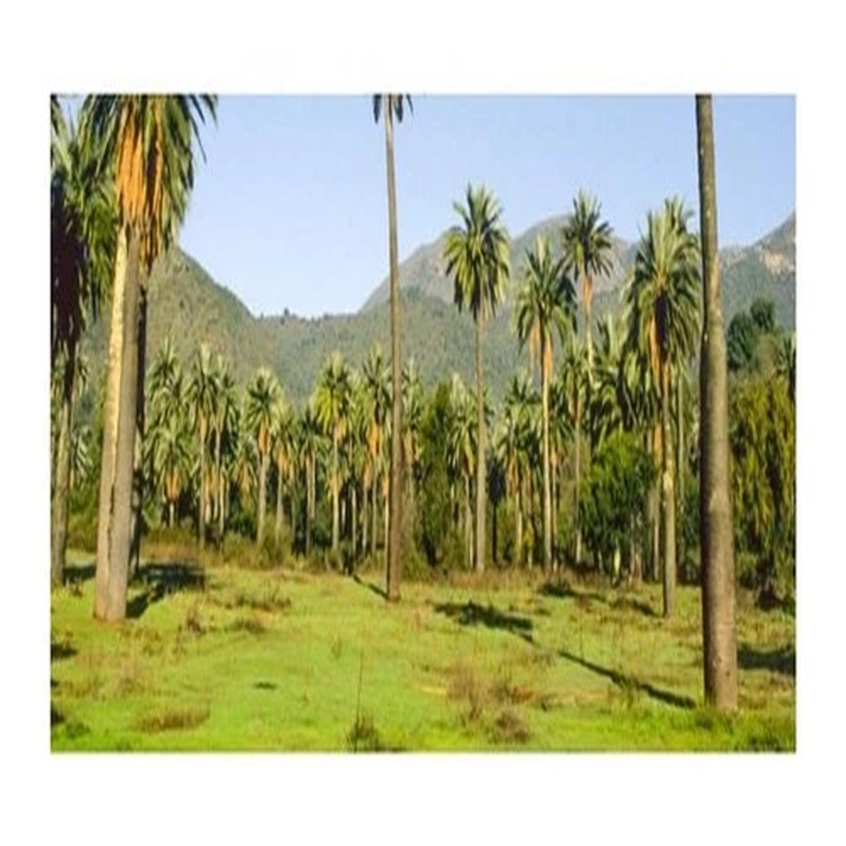 10x Jubaea chilensis Chilean Honey Palm Garden Plants - Seeds ID411