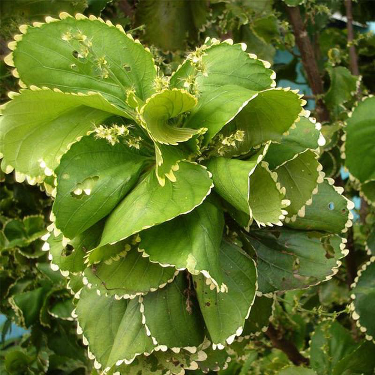 Acalypha wilkesiana hoffmannii 8211 Plant