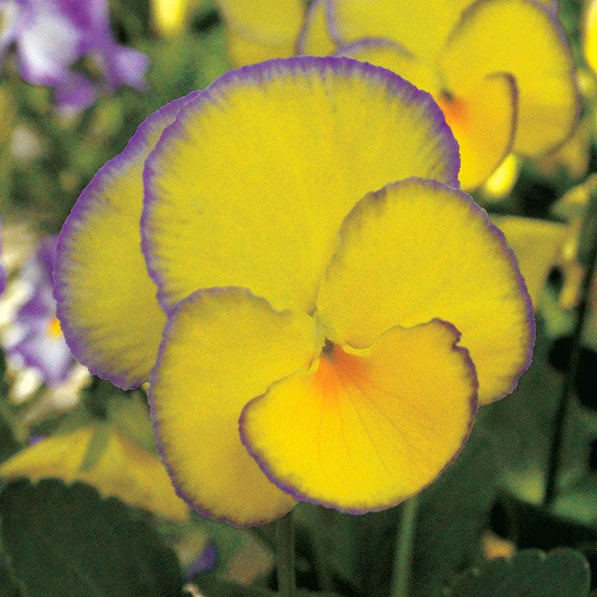 Viola MAGNIFISCENT Sweetheart
