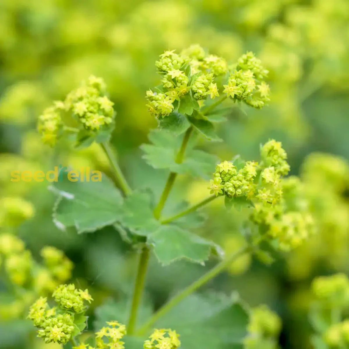 Alchemilla mollis (Lady's Mantle) Seeds for Planting