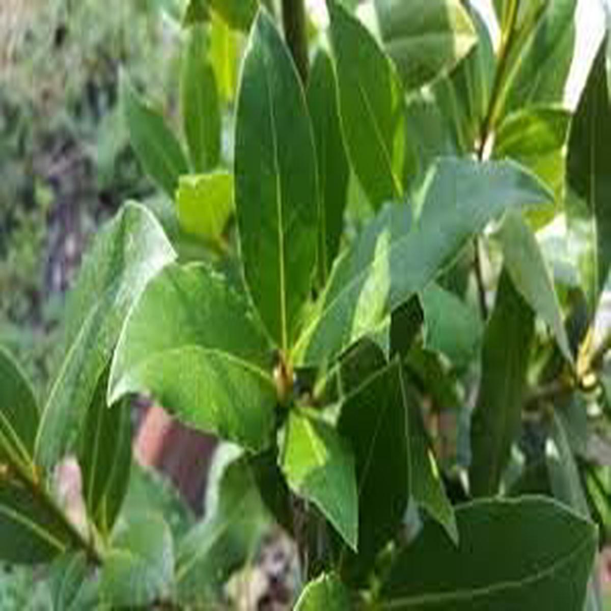Bay Laurel Plant Seeds Planting Aromatic