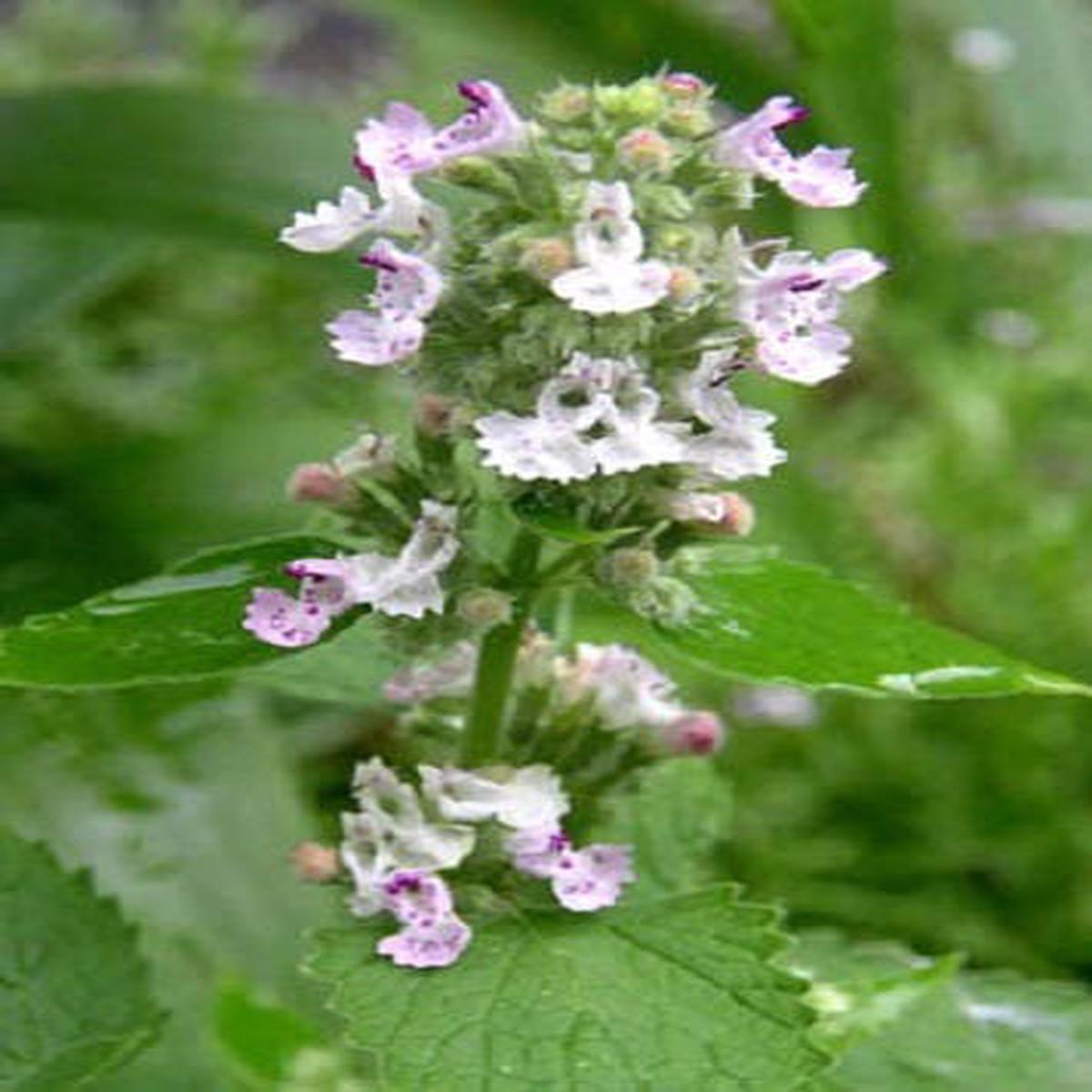 Lemon Lemony Catnip (Nepeta cataria var. citrodoria) Herb Flower Seeds