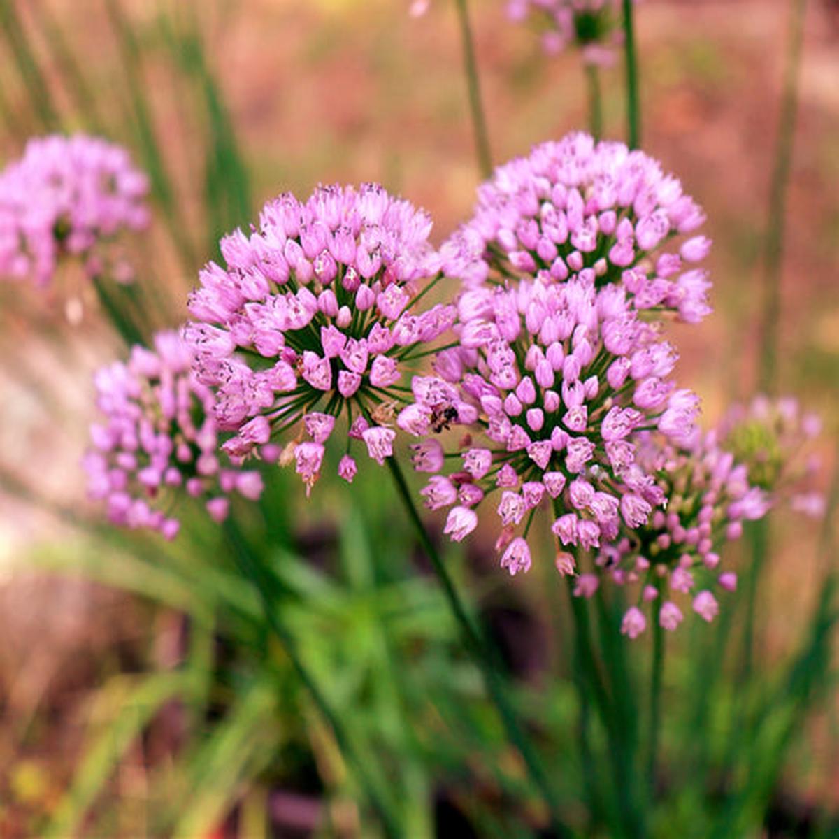 Mouse Garlic (Allium angulosum) Wild Garlic Pink Flower Herb Seeds