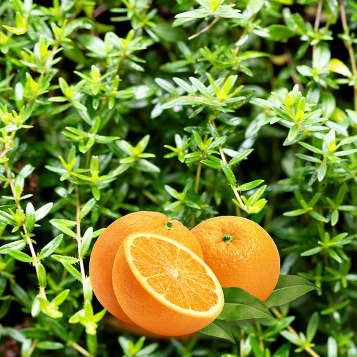 Orange Thyme (Thymus vulgaris 'Fragrantissimus') Orangelo Culinary Herb Seeds