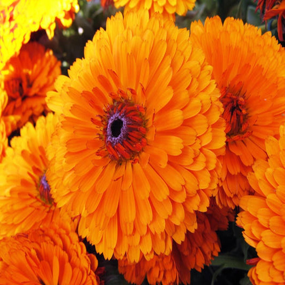 Pacific Beauty Orange Marigold (Calendula Officinalis) Flower Seeds