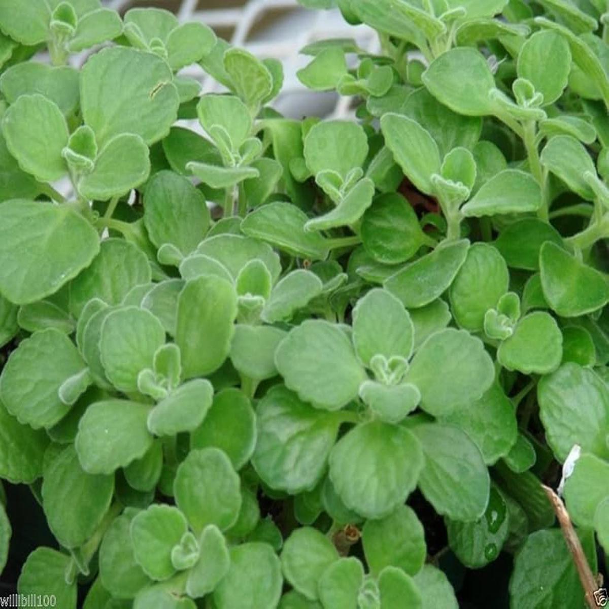Spanish Thyme Plectranthus amboinicus Plant Seeds