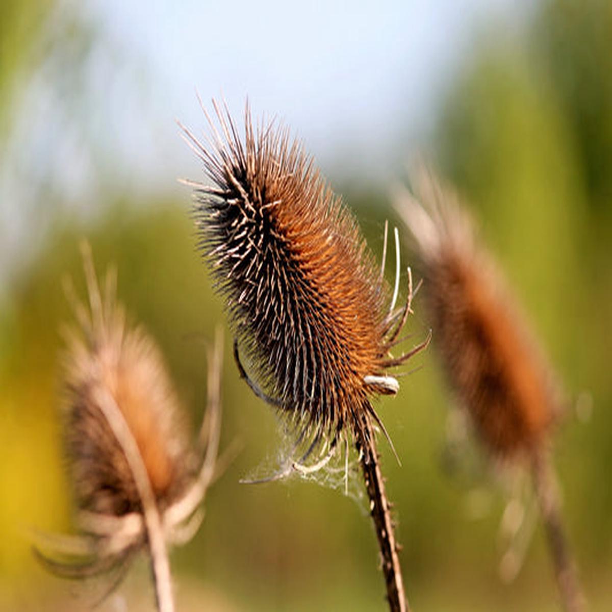 Fuller's Teasel (Dipsacus sativus) Indian Teasel White Flower Herb Seeds