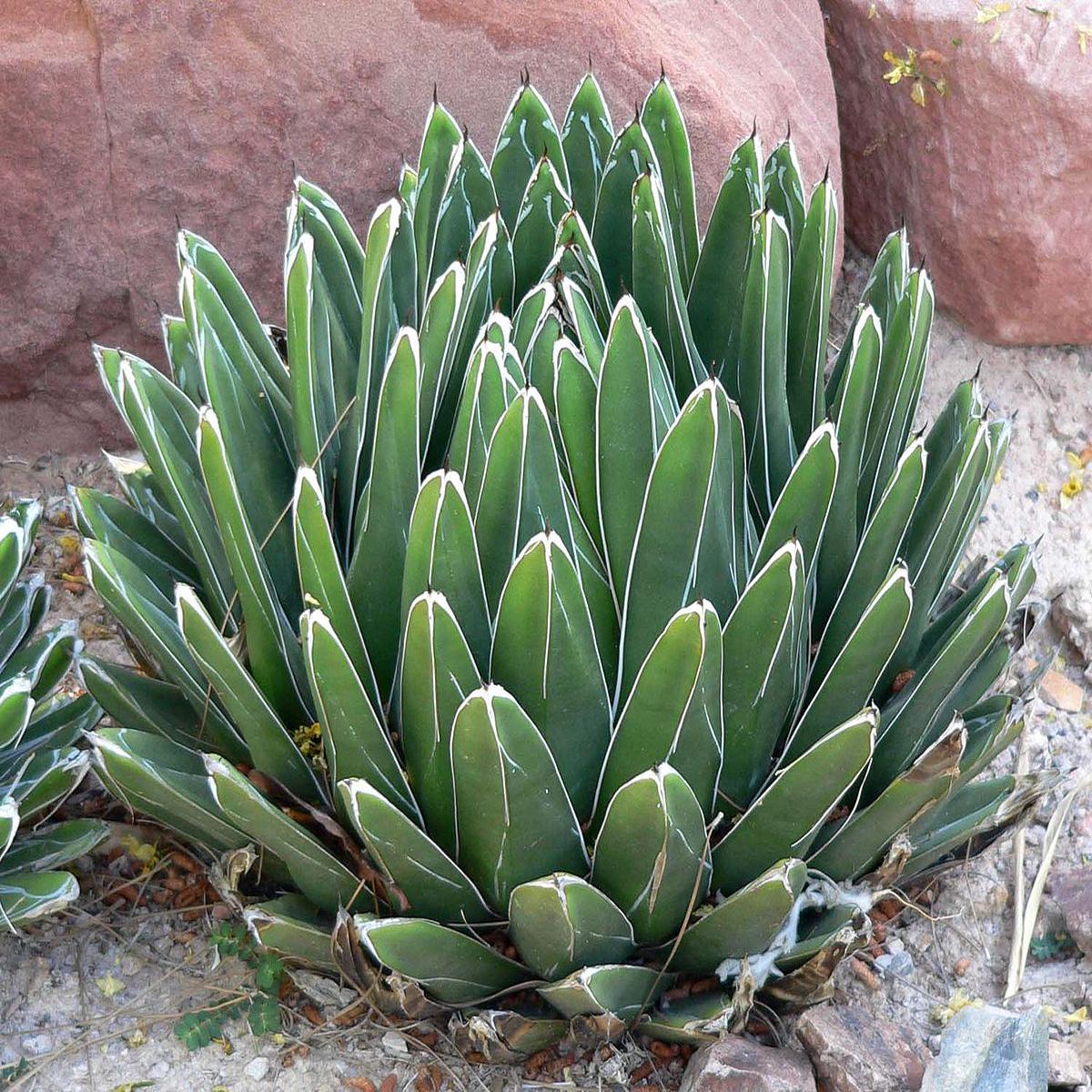 Victoriae Plant Seeds: Cultivate Stunning Greenery for Your Garden or Home