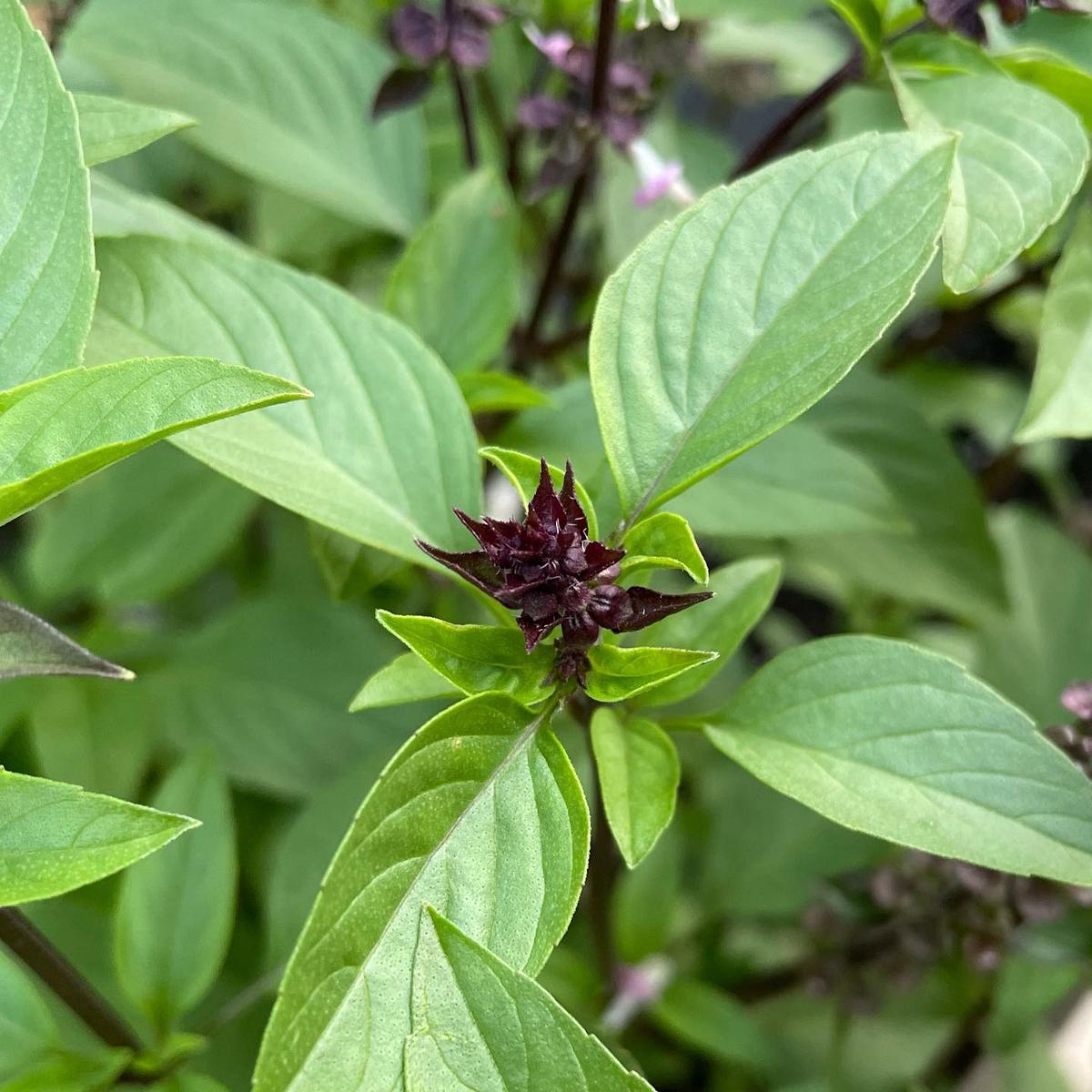 Cinnamon/Mexican Basil (Ocimum basilicum 'Cinnamon') Seeds