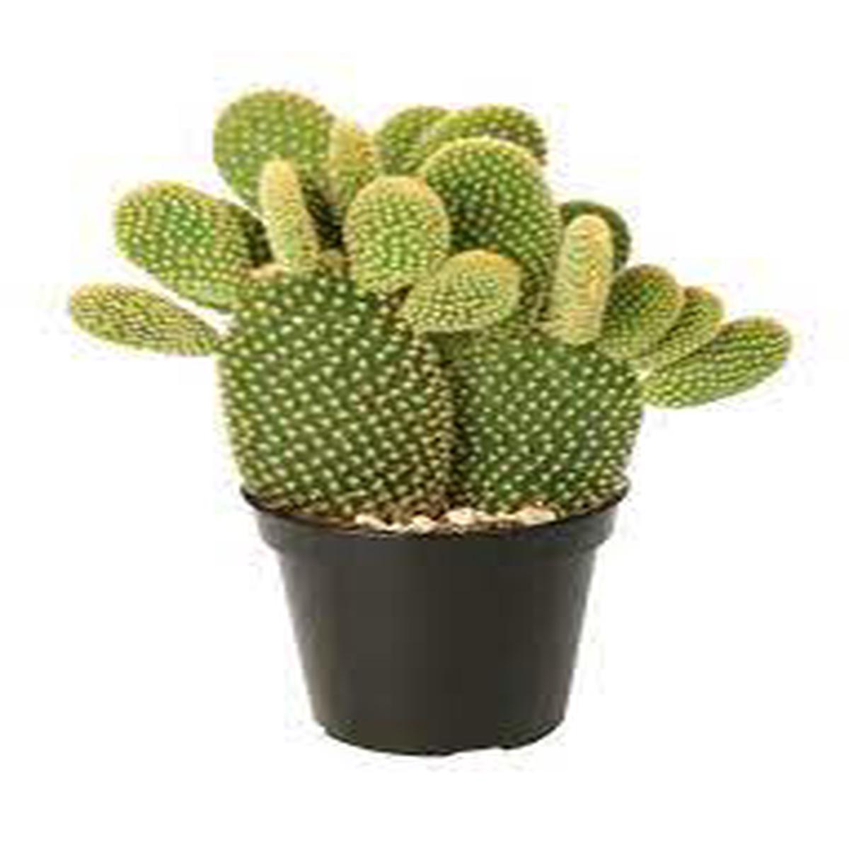 Cactus Seeds Planting Guide