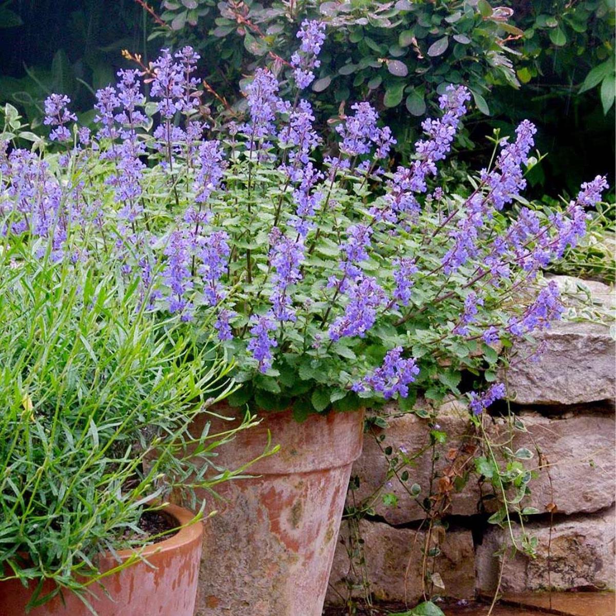 Catmint 'Blue Wonder' Herb Seeds for Planting  Heirloom, Non-GMO, Pollinator-Friendly