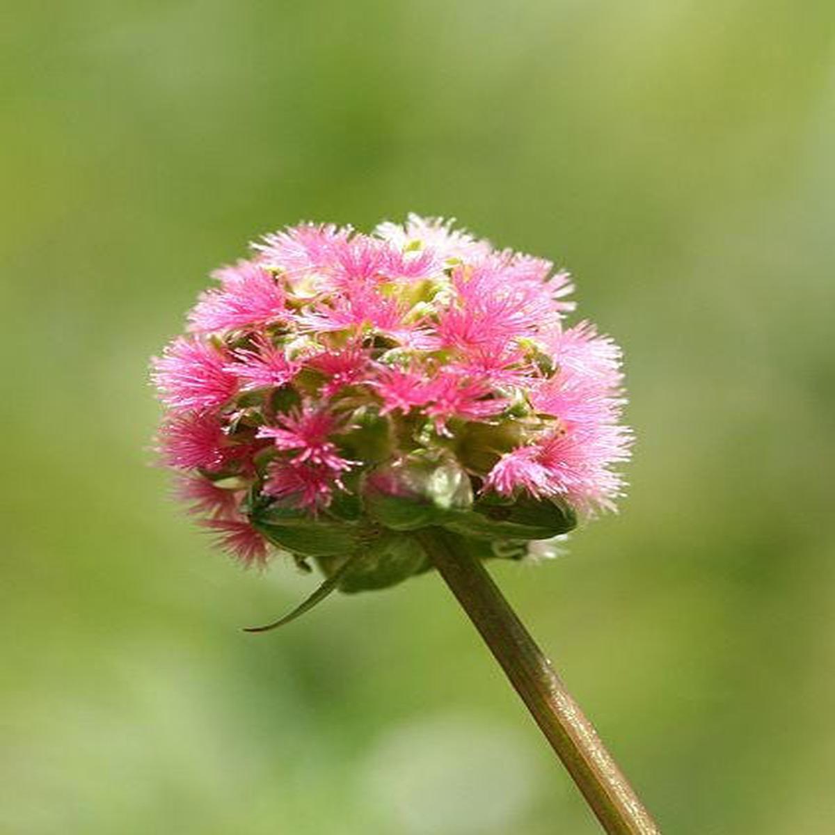 Salad Burnet (Sanguisorba minor) Edible Greens Vegetable Herb Flower Seeds