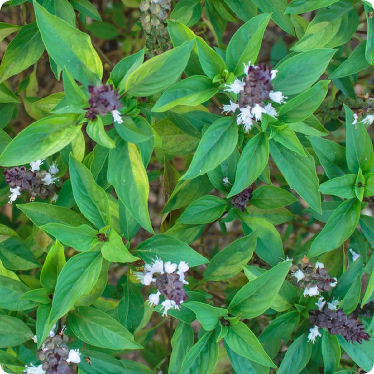 Siam Queen Thai Basil (Ocimum basilicum var. thyrsiflora) Seeds