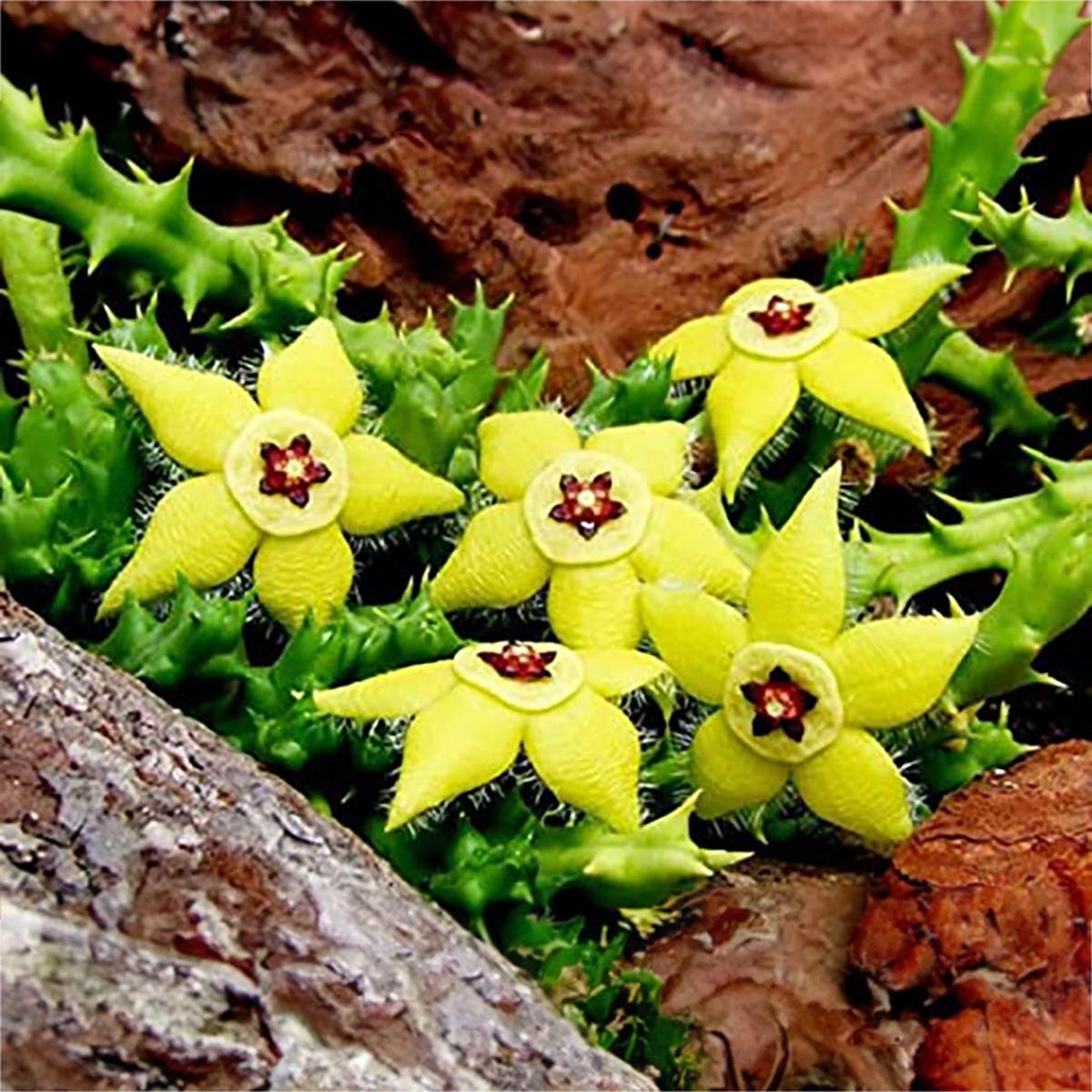 Stapelia Pulchella Decorative Plant Seeds for Planting