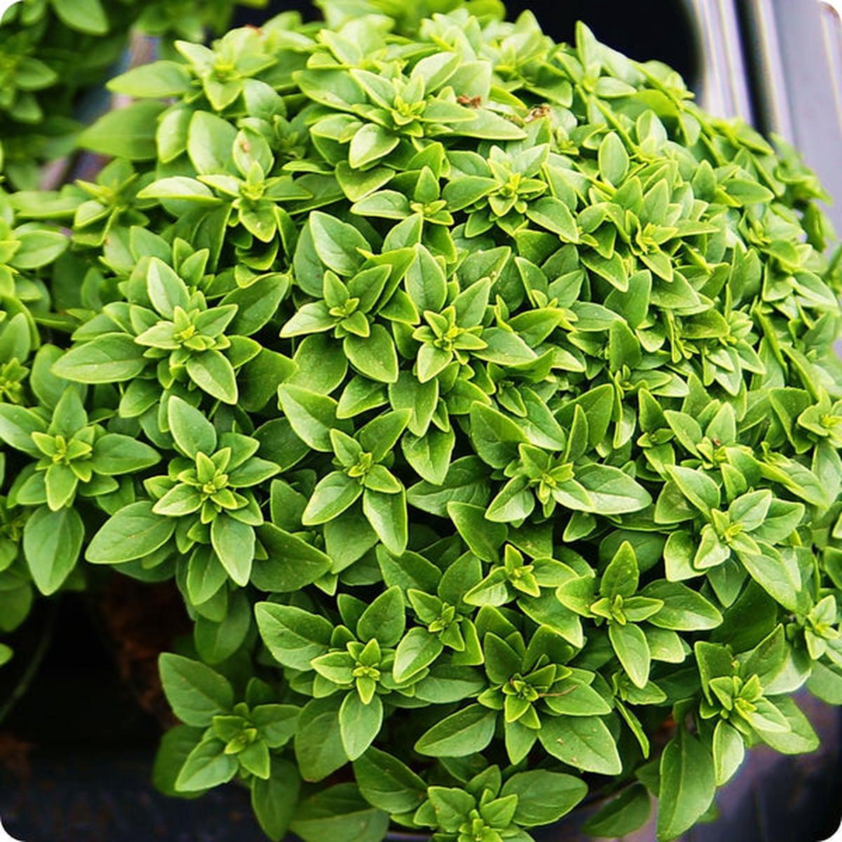 Spicy Bush Basil (Ocimum basilicum) Seeds