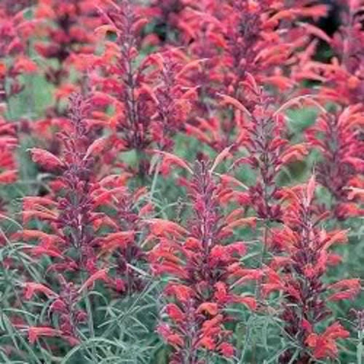Red Agastache Heather Queen (Hummingbird Mint / Hyssop) Flower Herb Seeds