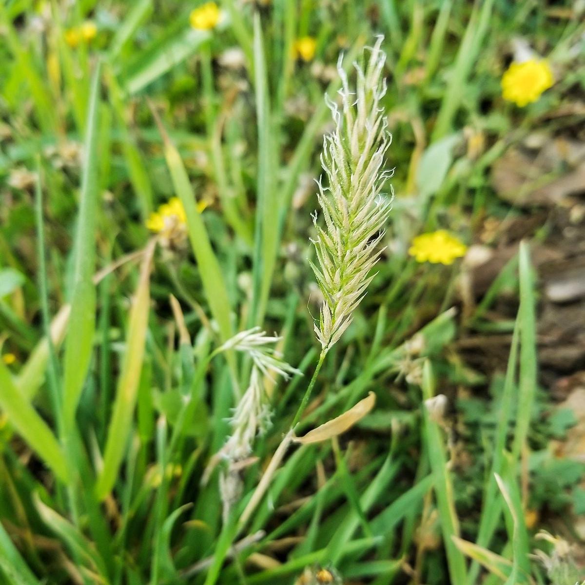 Sweet Vernal Grass Herb Seeds for Planting  Heirloom, Non-GMO, Easy to Grow, Perennial