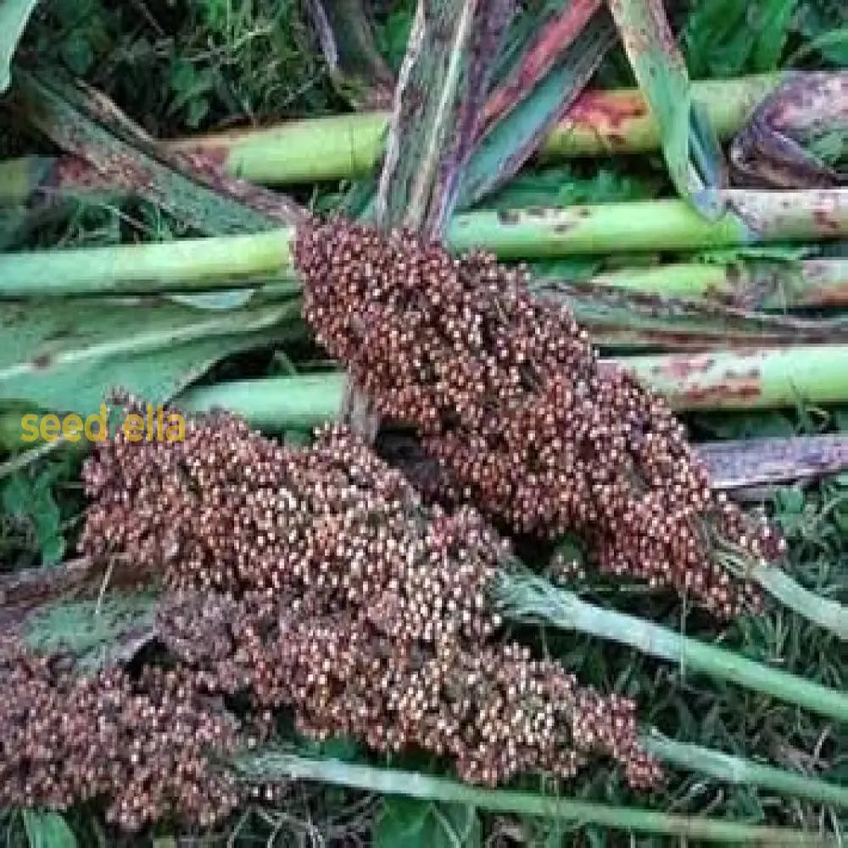Brown Sorghum Seeds for Planting