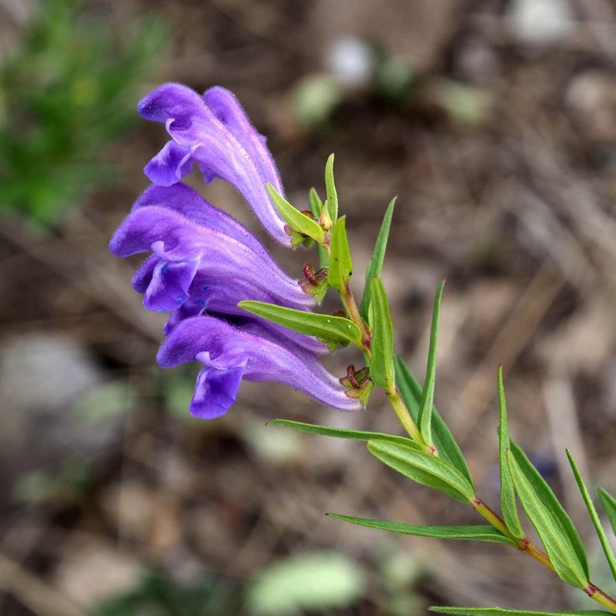 Scutellaria Baicalensis Herb Seeds for Planting  Heirloom, Non-GMO, Medicinal, Perennial