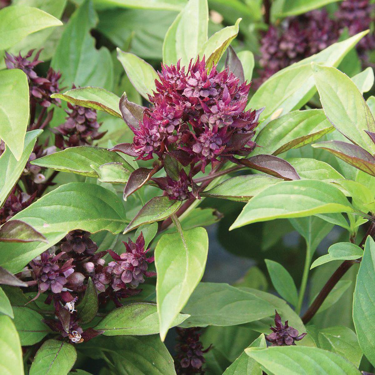 Siam Queen Thai Basil Herb Seeds for Planting  Heirloom, Non-GMO, Easy to Grow, Annual