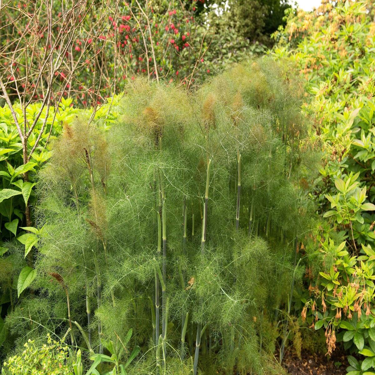 Bronze Fennel (Foeniculum vulgare Purpureum) Seeds