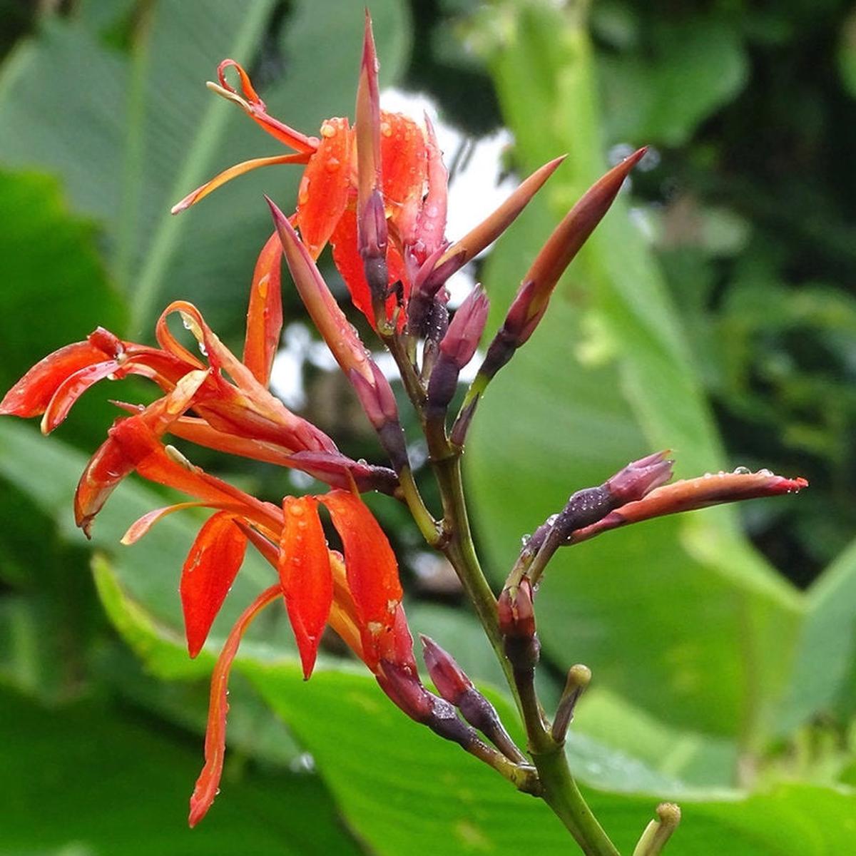 Canna Tuerckheimii Herb Seeds for Planting  Heirloom, Non-GMO, Tropical Herb