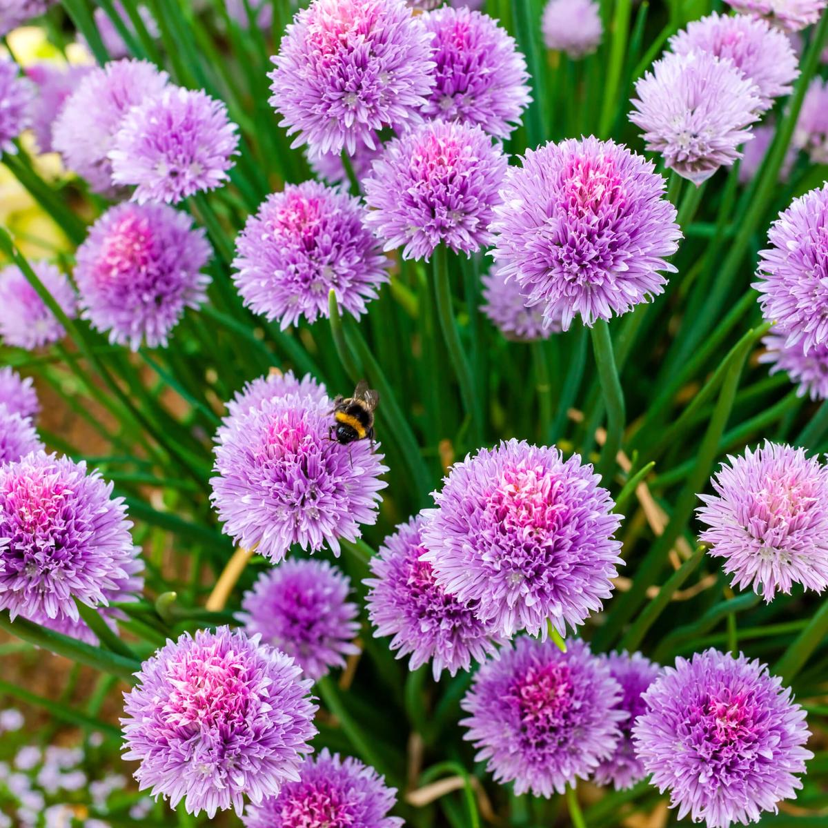 Chive (Allium Schoenoprasum) Herb Seeds for Planting  Heirloom, Non-GMO, Easy to Grow, Perennial