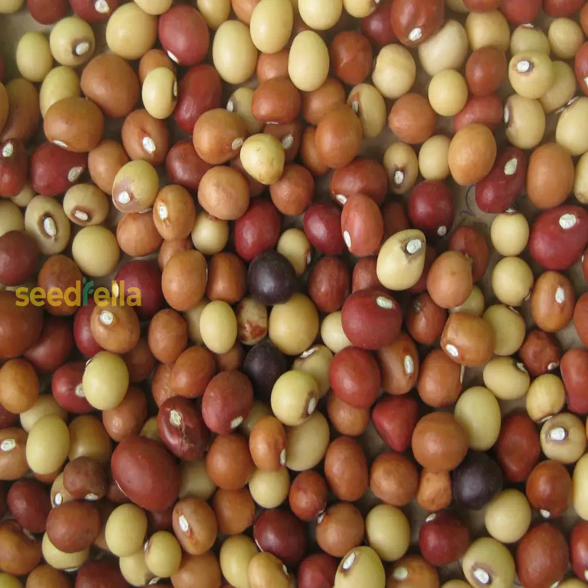 Brown Vigna Subterranea Seeds for Planting