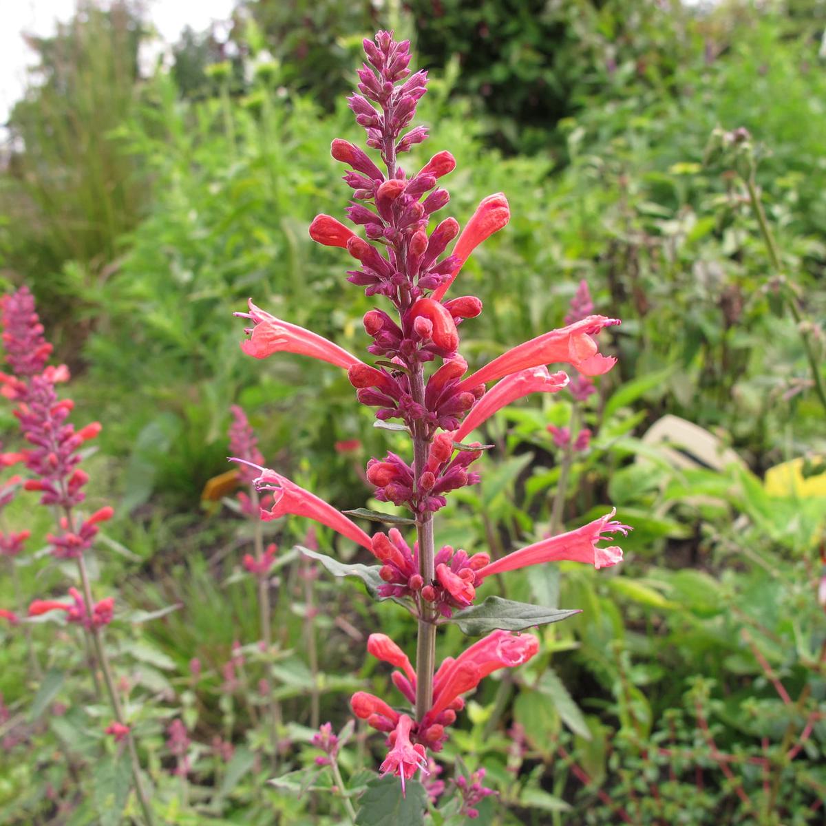 Tango Hummingbird Mint Herb Seeds for Planting  Heirloom, Non-GMO, Easy to Grow, Perennial