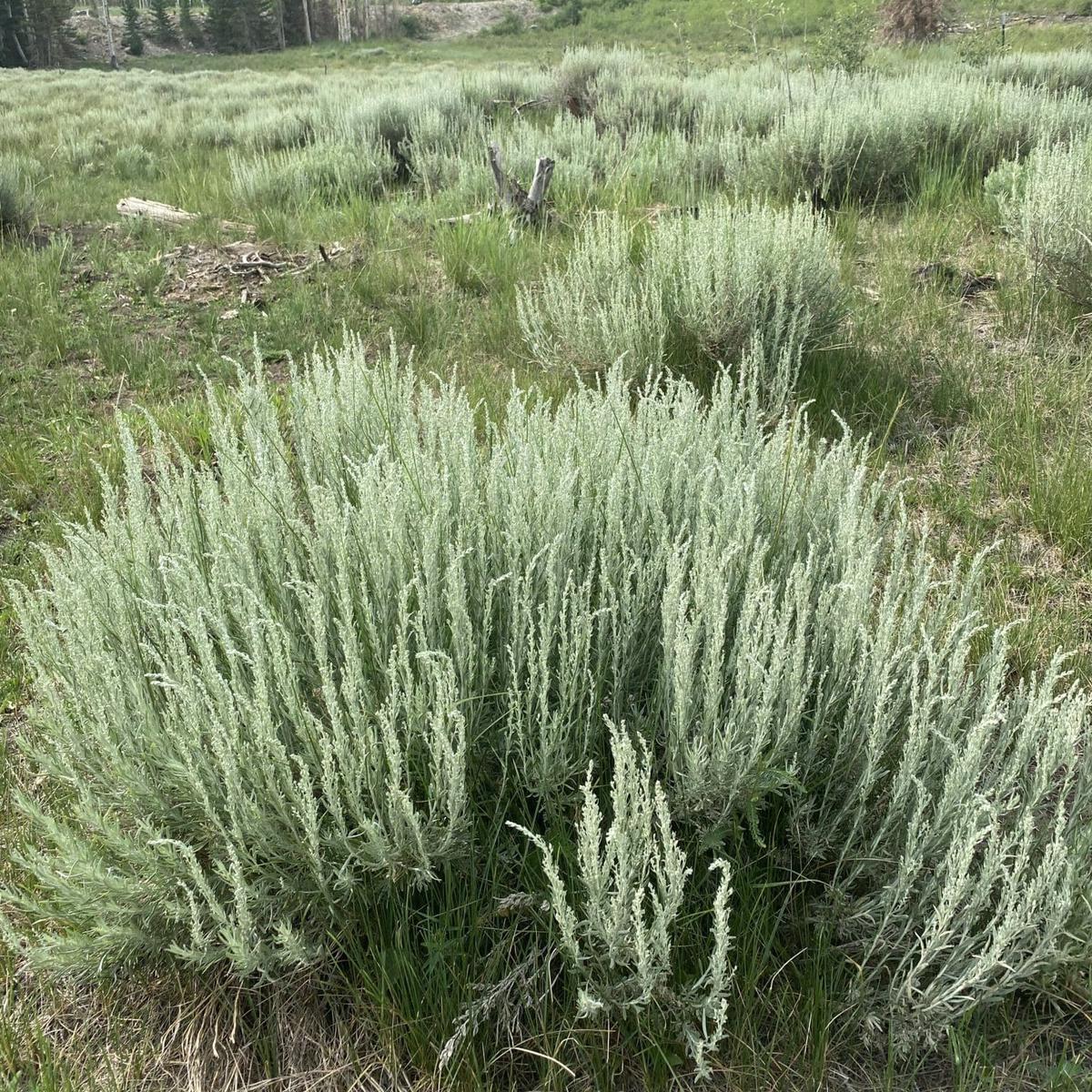 Silver Sagebrush Herb Seeds for Planting  Heirloom, Non-GMO, Drought-Tolerant, Perennial