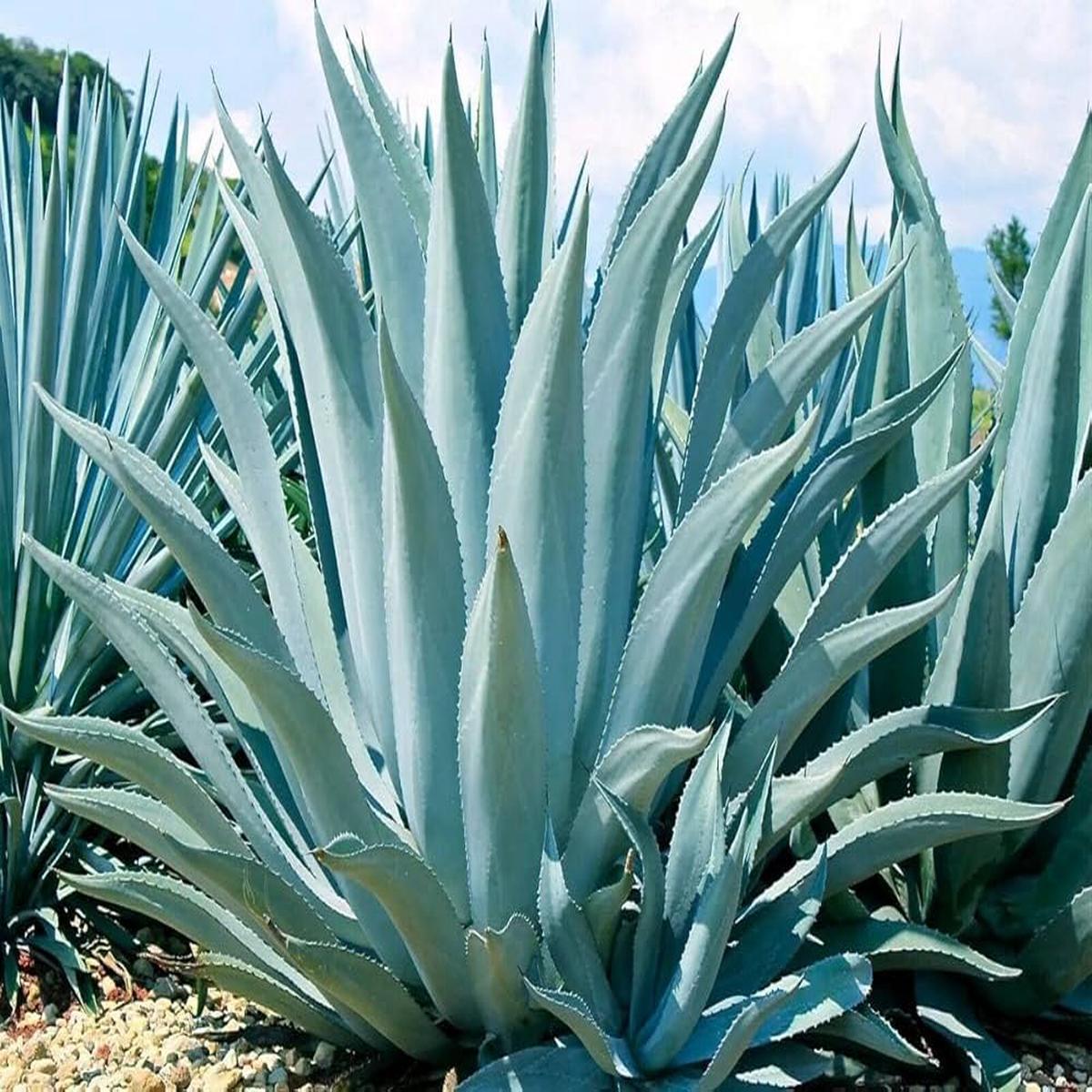 Blue Maguey Aloe Plant Seeds for Easy Planting
